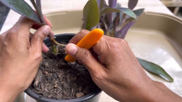 15 Days..!! Propagation Purple Heart (Setcreasea purpurea) in Sand смотреть онлайн