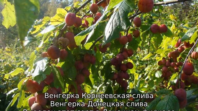 Слива Венгерка смотреть онлайн