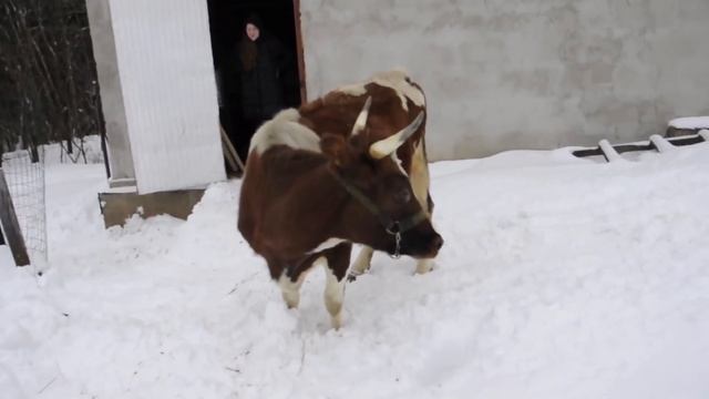 РАДОСТЬ КОРОВЫ от выпавшего СНЕГА / Happy cow смотреть онлайн
