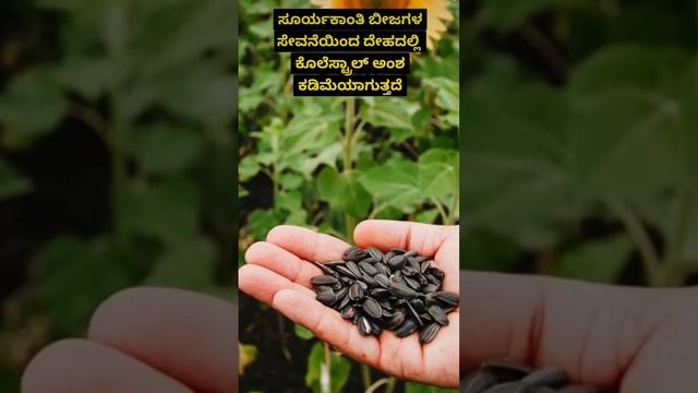 ಸೂರ್ಯ ಕಾಂತಿ ಬೀಜ ತಿಂದ್ರೆ ಈ ರೋಗ ಯಲ್ಲ ಮಾಯ смотреть онлайн