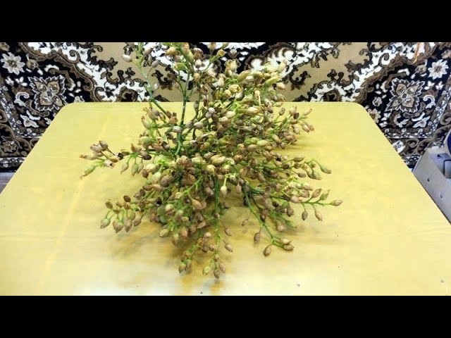 Табаководство_ Уборка семян табака. смотреть онлайн