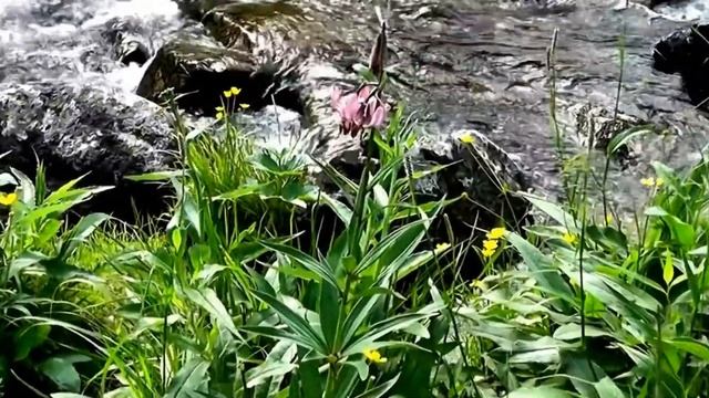 #Фредерик Шопен НОКТЮРН до-диез минор /# Frederic Chopin NOCTURNE C-sharp minor (cis-moll) смотреть онлайн