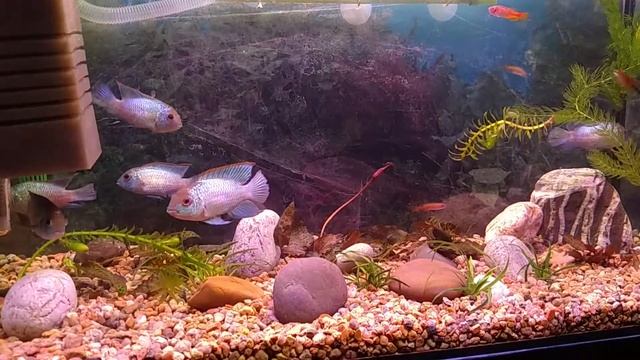 Наннакара блю неон (Nannacara Neon Blue)