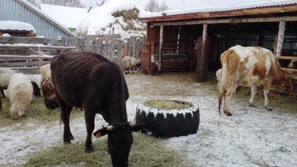 Няшные ягнята, пышные и лохматые овцы и телята в сарае у родителей в деревне