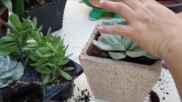 Echeveria POLLUX cuidados y diferencias con la lilacina. #echeverias #pollux смотреть онлайн