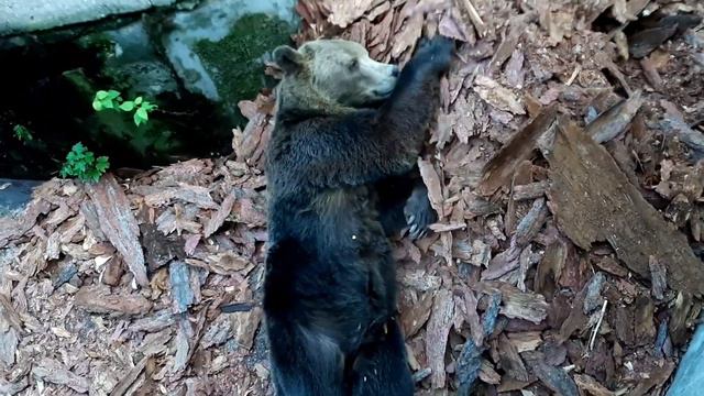 Калининградский зоопарк. медведи2019 смотреть онлайн
