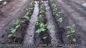 Как вырастить баклажаны в открытом грунте в Подмосковье