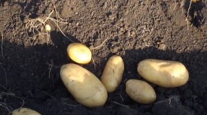 Урожай картофеля 2020г собран. Подведём итоги.