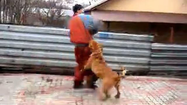 Питомник бордоских догов «Perle de France» http://perl.petsinform.com/ смотреть онлайн