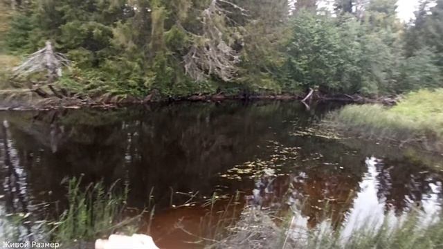 Попал на хороший клев | жор щуки в сентябре