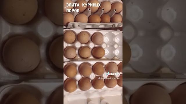 Распаковка инкубационного яйца Брама Изабель. смотреть онлайн