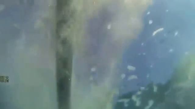 Флайборд - Чемпионы 2013 смотреть онлайн