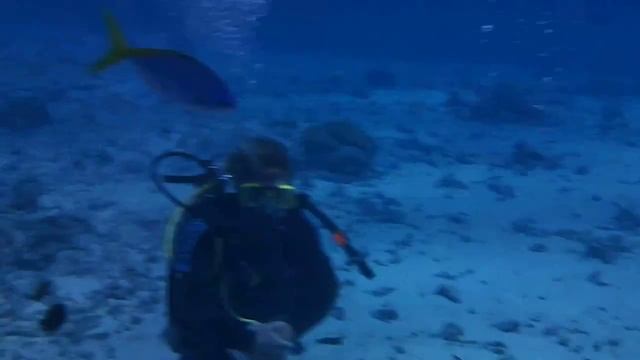 Leopard Grouper, Great Barrier Reef смотреть онлайн