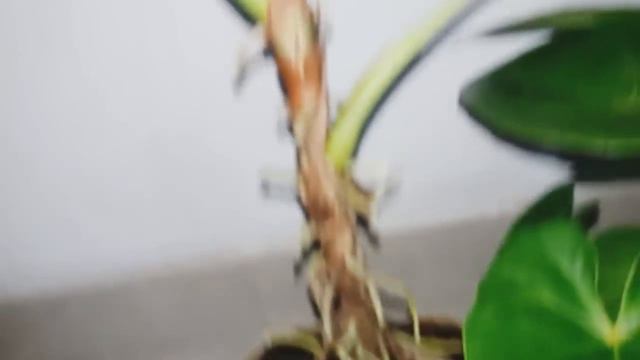 It is a secret method of getting many plants and flowers from one anthurium #ඇන්තූරියම් රහස් ක්රමය смотреть онлайн