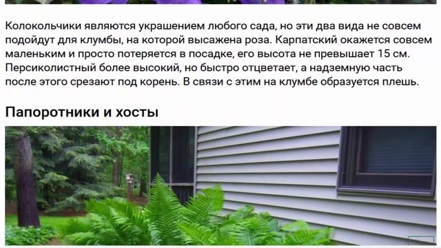 Какие цветы не стоит сажать рядом с розами? смотреть онлайн