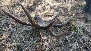 Поиск лосиных рог. 2019 весна.