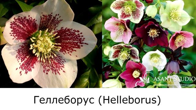 Katalog Cvetov/ Каталог цветов/ Каталог квітів/ Catalogue Of Flowers