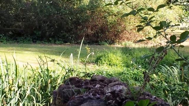 F. CHOPIN Valzer dell'Addio Op. 69 n. 1 GIOVANNI ALVINO Giardino di Ninfa (The Garden Of Ninfa) смотреть онлайн