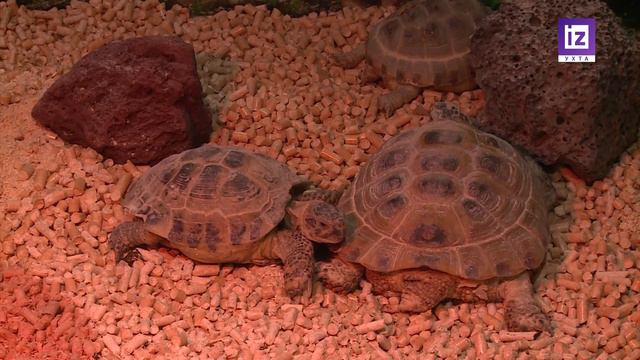 iZ ЖИЗНИ УХТА - СТАНЦИЯ ЮННАТОВ смотреть онлайн