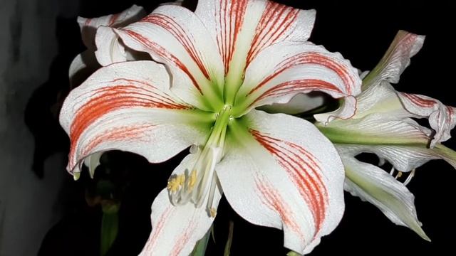 AMARYLLIS AMORICE #amaryllis #hippeastrum смотреть онлайн
