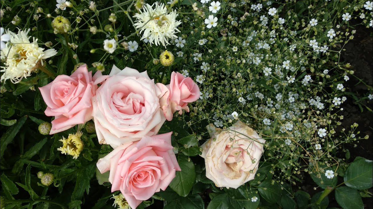 Новые розы в моем саду #3. Роза Хани Дижон, роза Ангажимент, роза Энн Хендерсон, роза Капри. смотреть онлайн