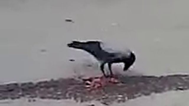 Ворона забила крысу и жрет ее смотреть онлайн