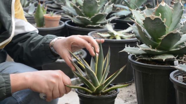 agave ' agave snow glow ' اگاو ' آگاو اسنو گلو ' گیاهان کلکسیونی 'تکثیر آگاو смотреть онлайн