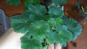 Почему не растет Герань, НЕ ПОВТОРЯЙТЕ ЭТИХ ОШИБОК! Даем вторую жизнь Пеларгонии