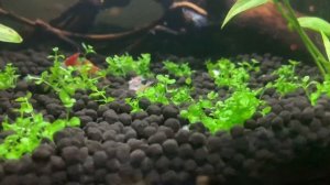 МИКРАНТЕМУМ МОНТЕ КАРЛО - ЛУЧШЕЕ НЕПРИХОТЛИВОЕ ПОЧВОПОКРОВНОЕ РАСТЕНИЕ l АКВАРИУМНЫЕ РАСТЕНИЯ