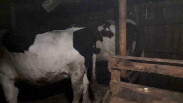 Вечерняя управка. смотреть онлайн