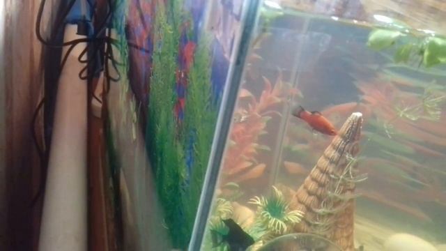 Задний фон! как наклеить? смотреть онлайн