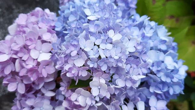 Blue violet hydrangea flower / hydrangea flower no. 3 смотреть онлайн