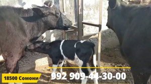 Мол Бозор Душанбе Ленинский район Нархои Гови гусаладор Бехтарин сиёҳало Ширин @MegaBozoR