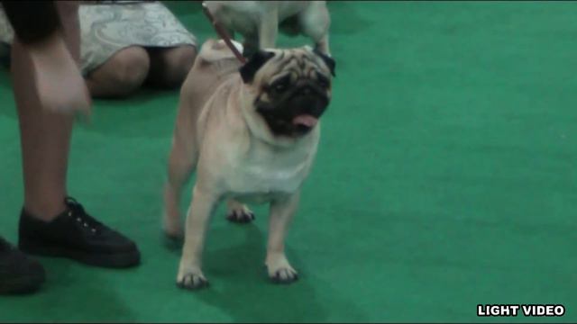 Pug,December -2010 смотреть онлайн