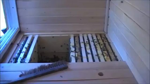 Качаем мёд из апидомика / Нож для сот из Китая смотреть онлайн