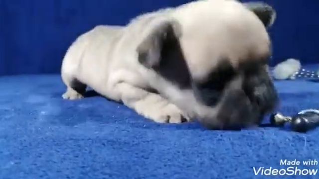 Французский бульдог щенок купить продажа москва питомник цена 55000 смотреть онлайн