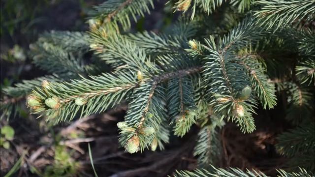 Как выглядит ель Глаука после зимы, весной и летом смотреть онлайн