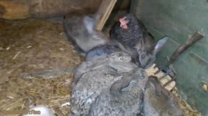 МОЖНО но ли держать кроликов с курами?!!