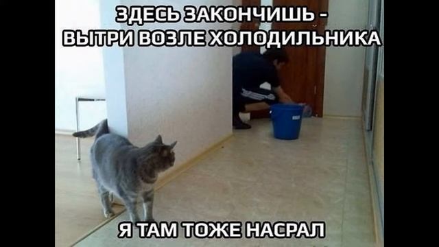 Кто рыжего кота обидит, тот до утра не доживет!!! Прикольные картинки (15) 10.06.2016 смотреть онлайн