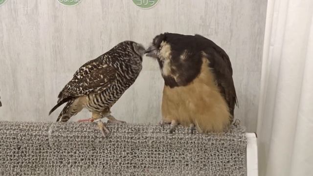 Совы Зебра и Горилла чешут друг другу перья смотреть онлайн