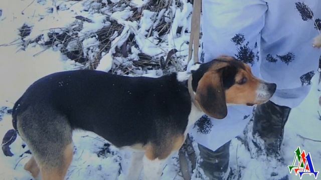 ГРЕЙ 1. ПЁС получил ТРАВМУ лапы, а хозяин БРОСИЛ его, не стал лечить любимца смотреть онлайн