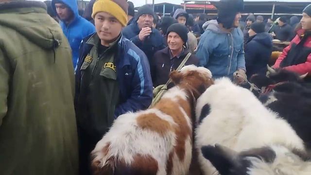 Toshkent Vil Piskent Tumani Chorva Mol Bozori 31.01.2024