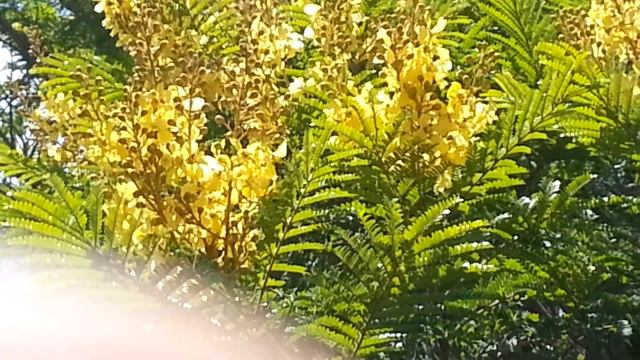 бразильская акация . последний медонос смотреть онлайн