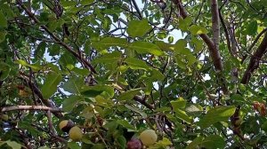 Листья грецкого ореха польза и применение.