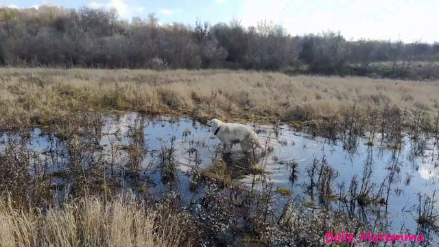 Walking With Maremma After The Rain.Прогулка с Мареммой после дождя
