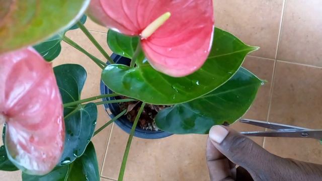 ඔබේ ඇන්තූරියම් වගාවේ දිලීර හානි තියෙනවා ද | Anthurium Wagawa | Anthurium Roga | Beautiful Anthurium