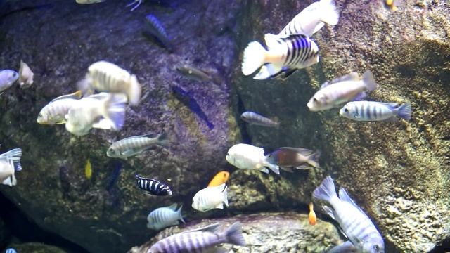 Москвариум 21.01.2024.