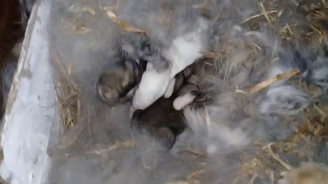 Крольчатам неделька Самки великанши №2. смотреть онлайн