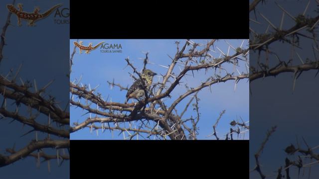 What to Expect on Your First Tanzania Safari смотреть онлайн