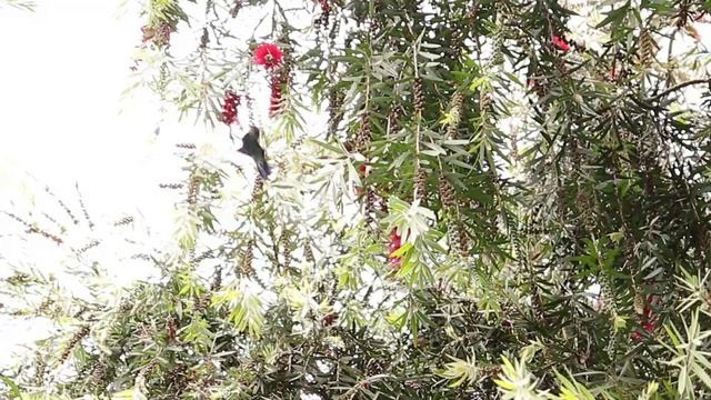 EXPEDICIÓN BOTÁNICA. Callistemon citrinus. смотреть онлайн
